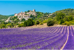 Provence lavender fields