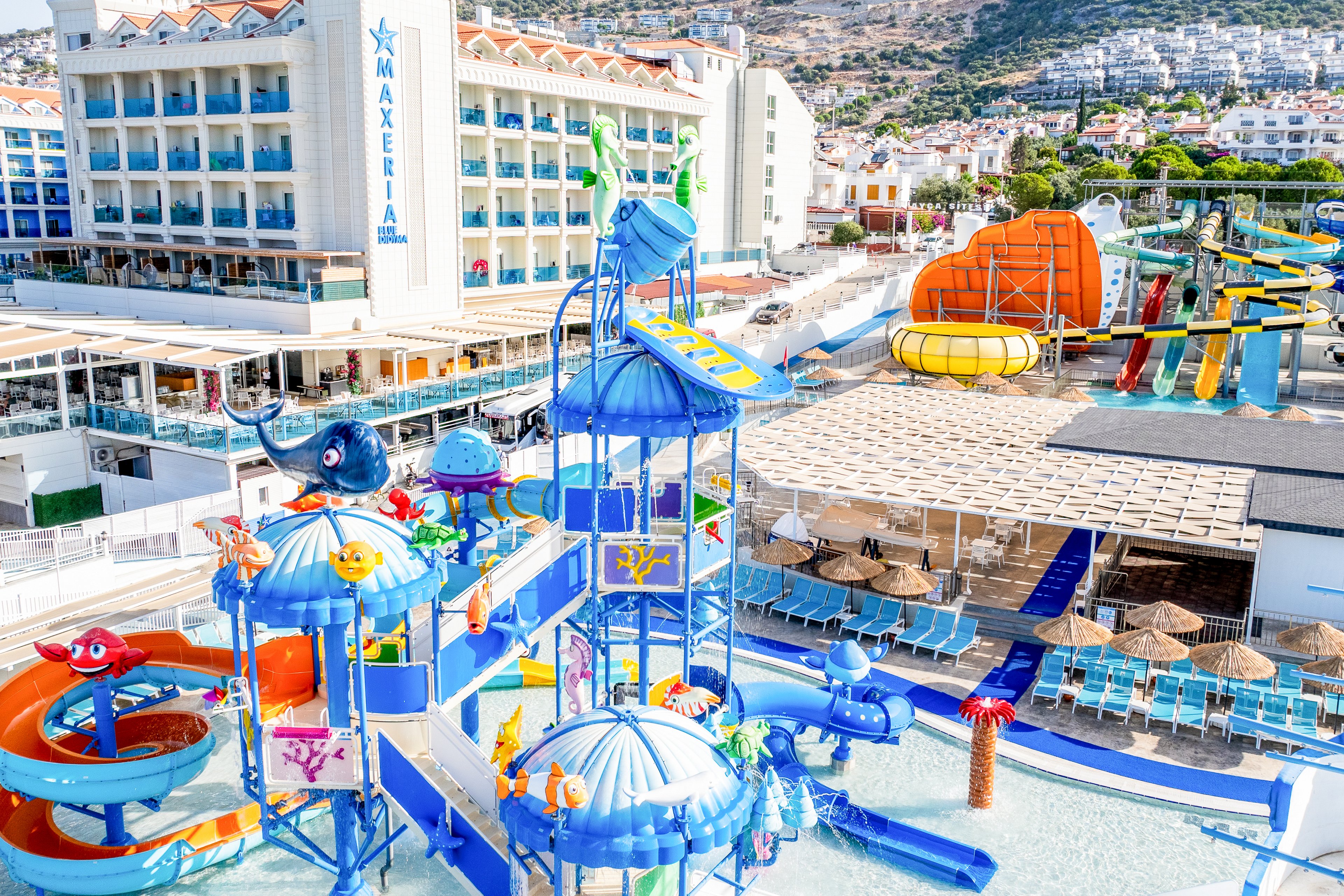 Maxeria Blue Didyma.