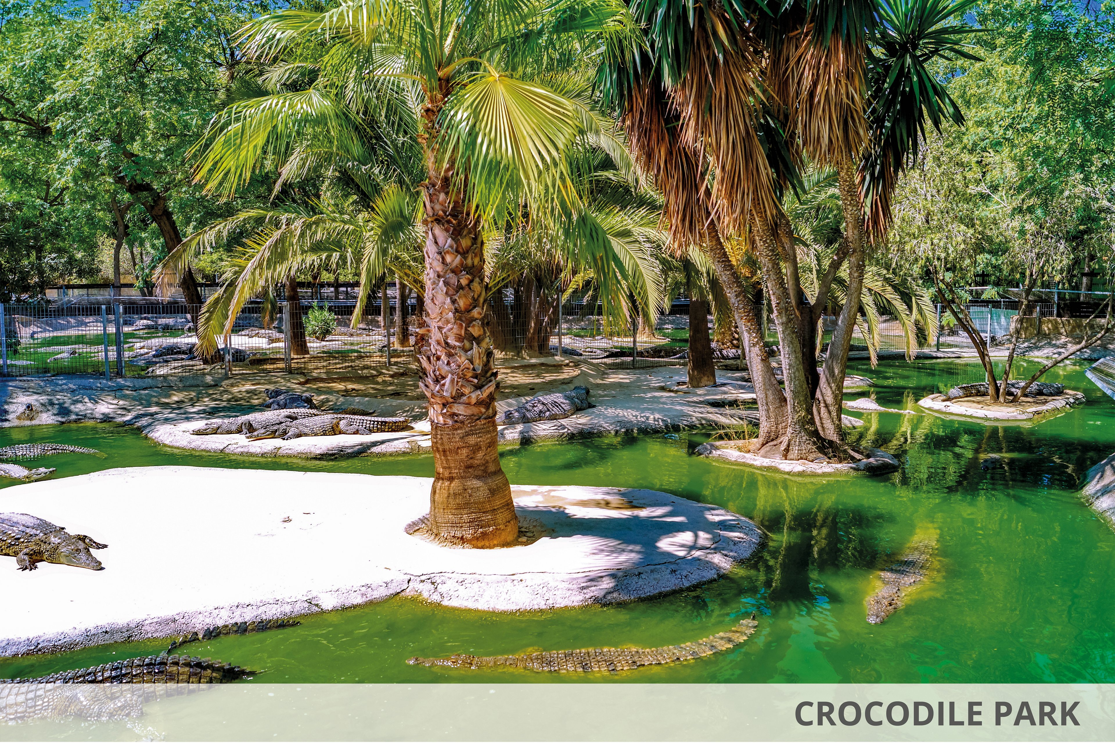 A lush tropical setting featuring crocodiles resting in a green water lagoon surrounded by palm trees. The scene includes small sandy islands and dense vegetation, creating a natural wildlife habitat. Bright sunlight enhances the vibrant green and earthy tones of the environment.