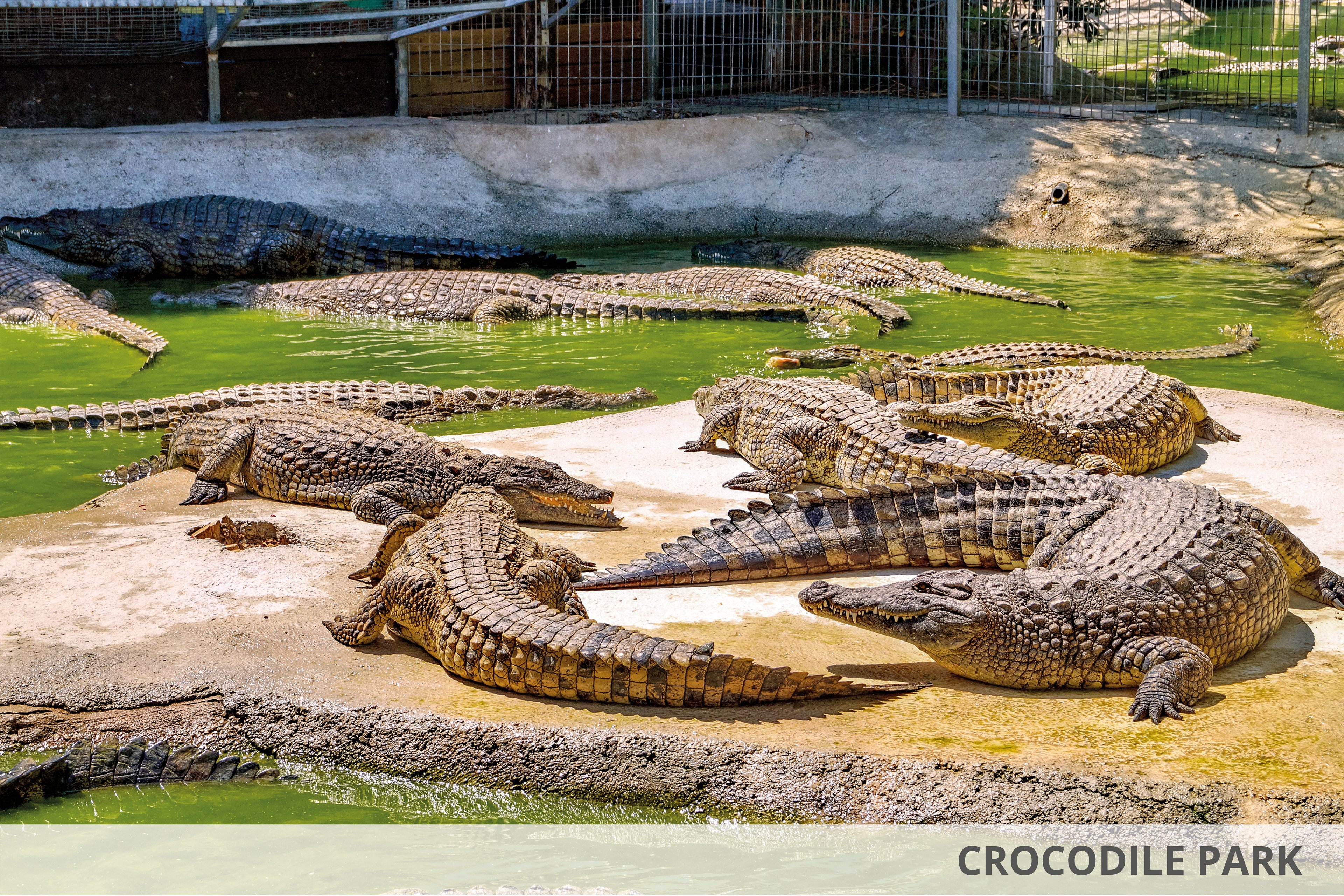 A group of crocodiles resting on a concrete platform surrounded by green water in an enclosed habitat. The setting appears to be a zoo or wildlife sanctuary with visible fencing in the background. The crocodiles are basking under sunlight, showcasing their textured scales and powerful tails.