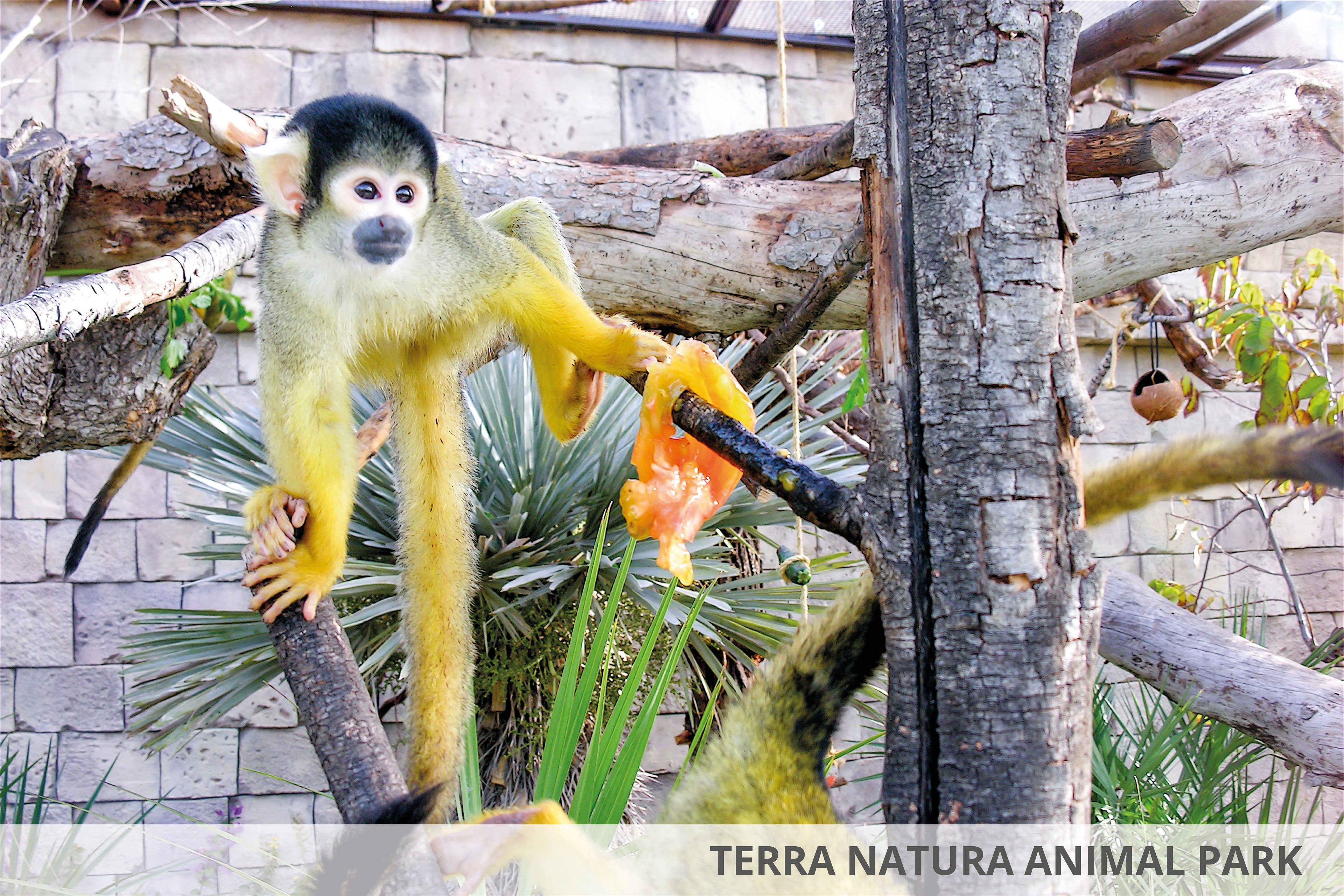 Magic Natura Animal Waterpark & Polynesian Lodge Resort