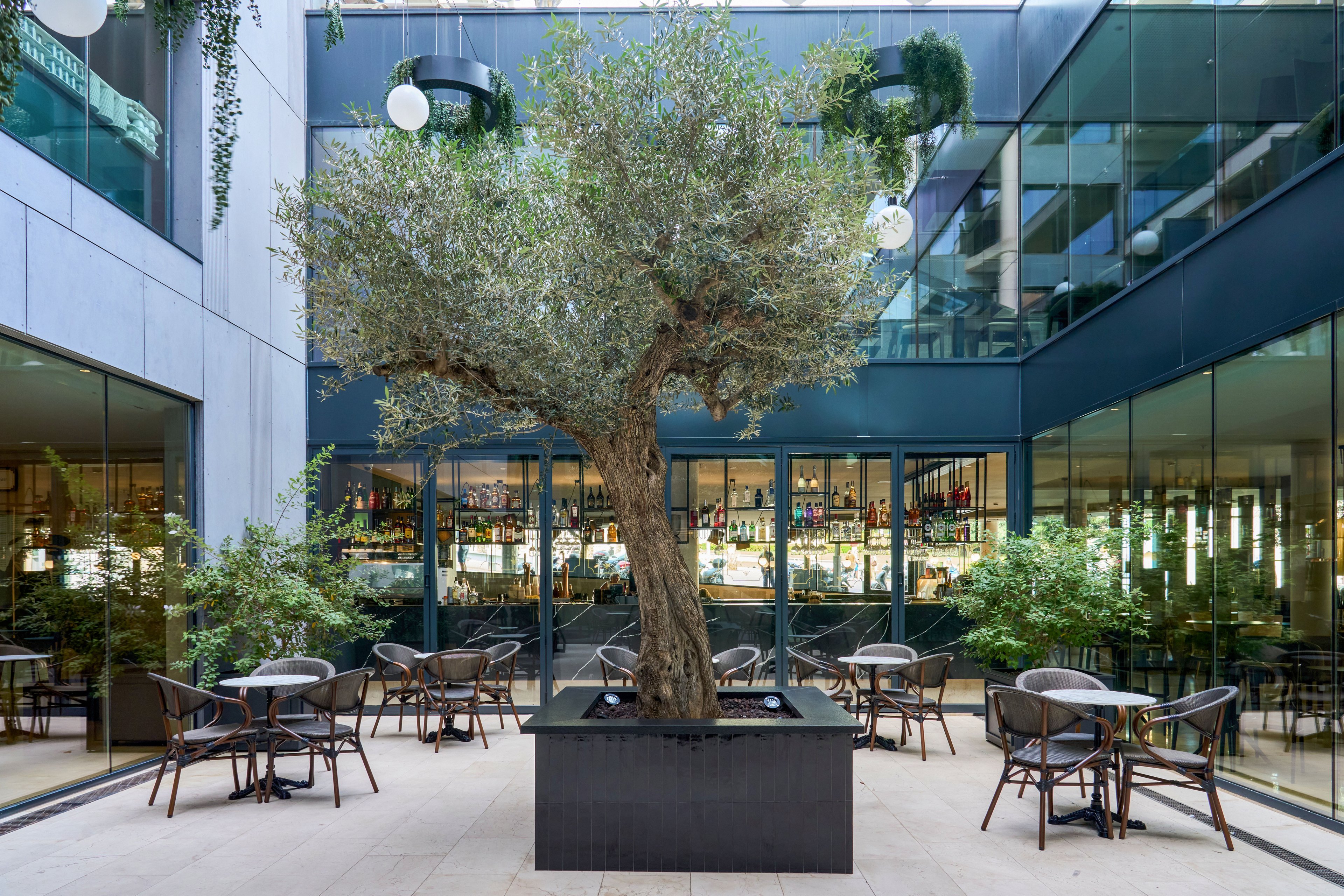 A large olive tree in a square planter stands at the center of a contemporary courtyard. Surrounding it are outdoor café tables and chairs arranged for guests in front of a glass-walled bar. Bottles and lights are visible through the windows, adding detail and visual interest. The setting feels modern and inviting, with greenery softening the sleek architectural lines.