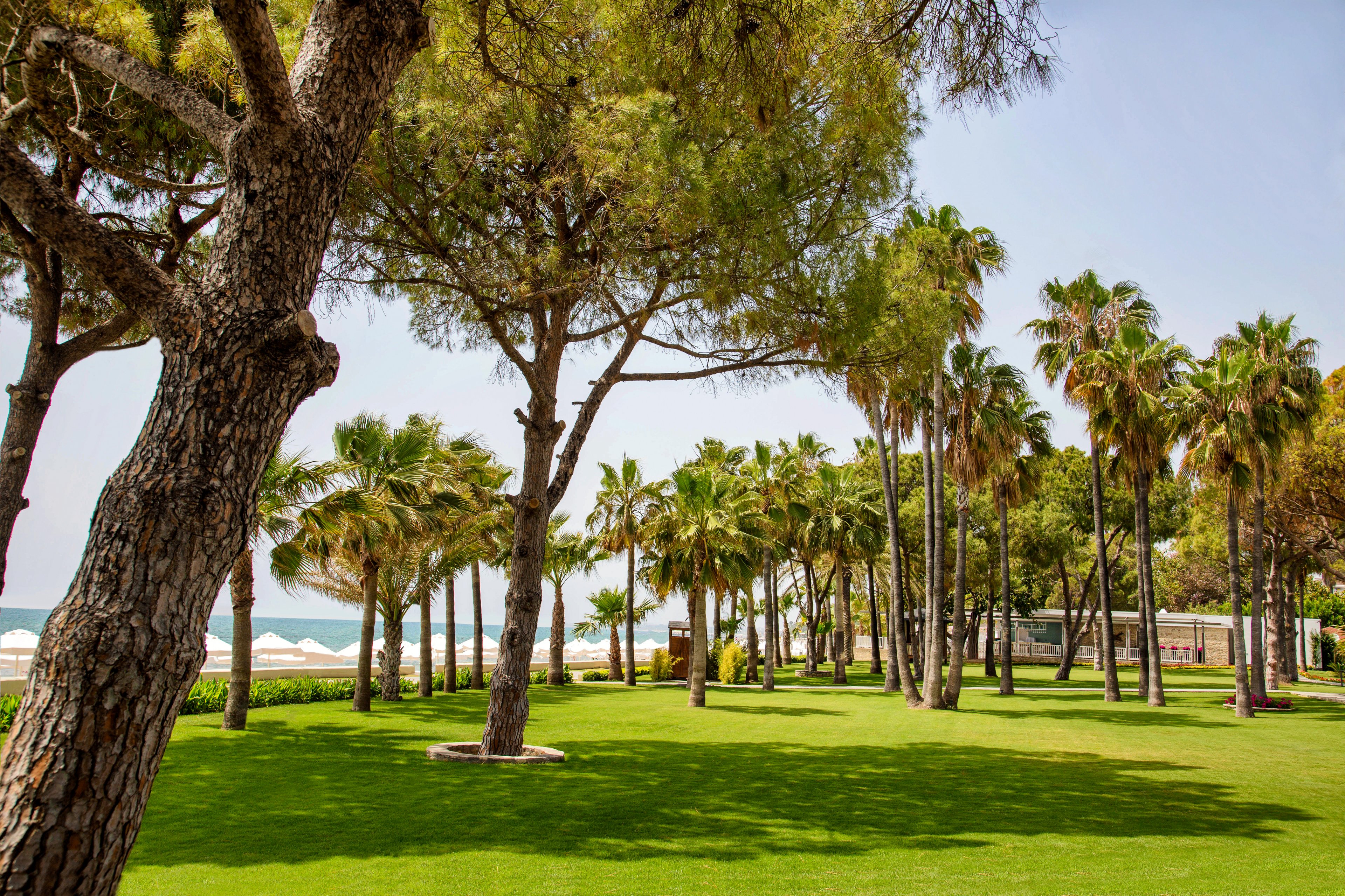 Acanthus Cennet Barut Collection