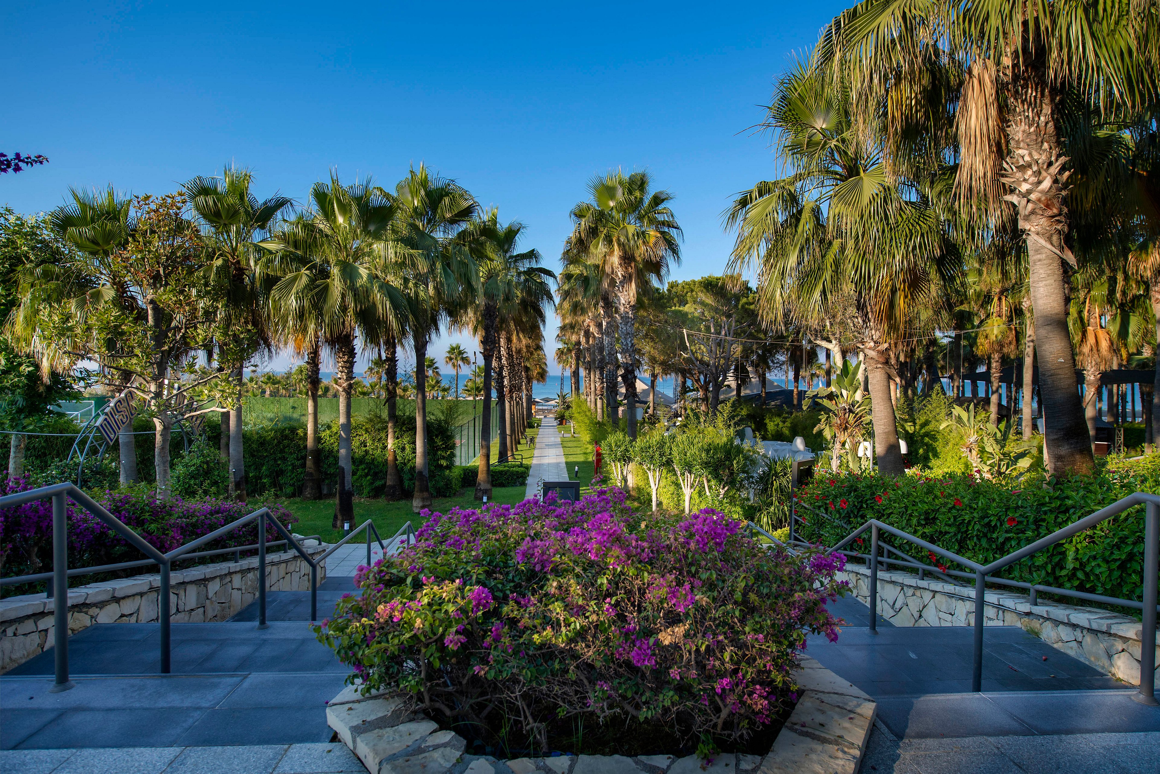 A lush tropical garden pathway lined with tall palm trees leads toward the distant sea. Stone steps and metal railings frame the walkway, guiding the viewer’s eye through the landscaped park. Vibrant purple flowers bloom in the foreground, contrasting with the deep green foliage. The clear blue sky and calm water in the background create a serene, vacation-like atmosphere.