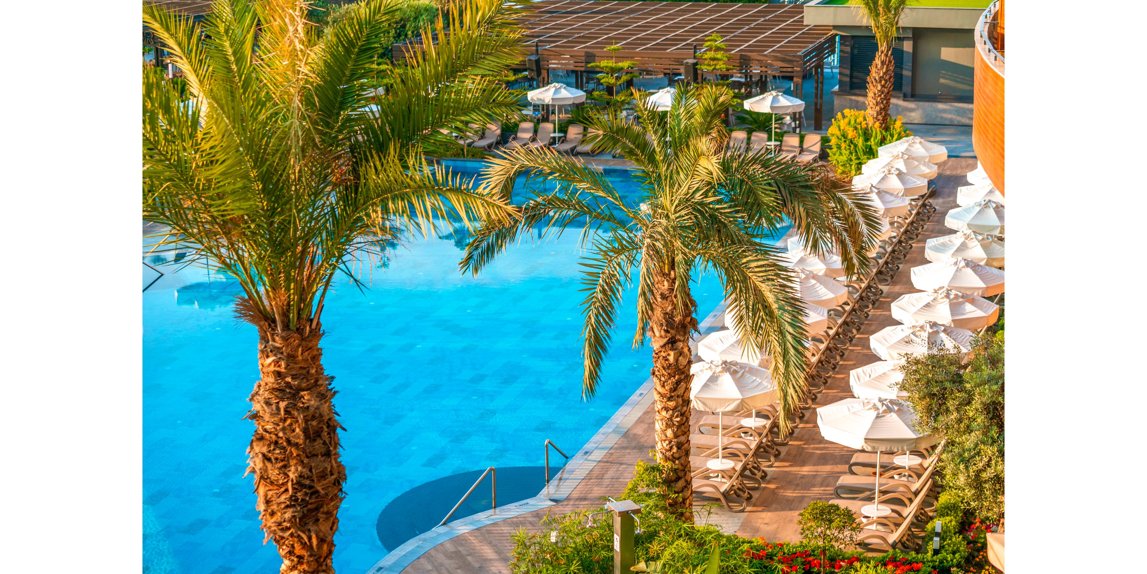 Calyptus Kirman Premium