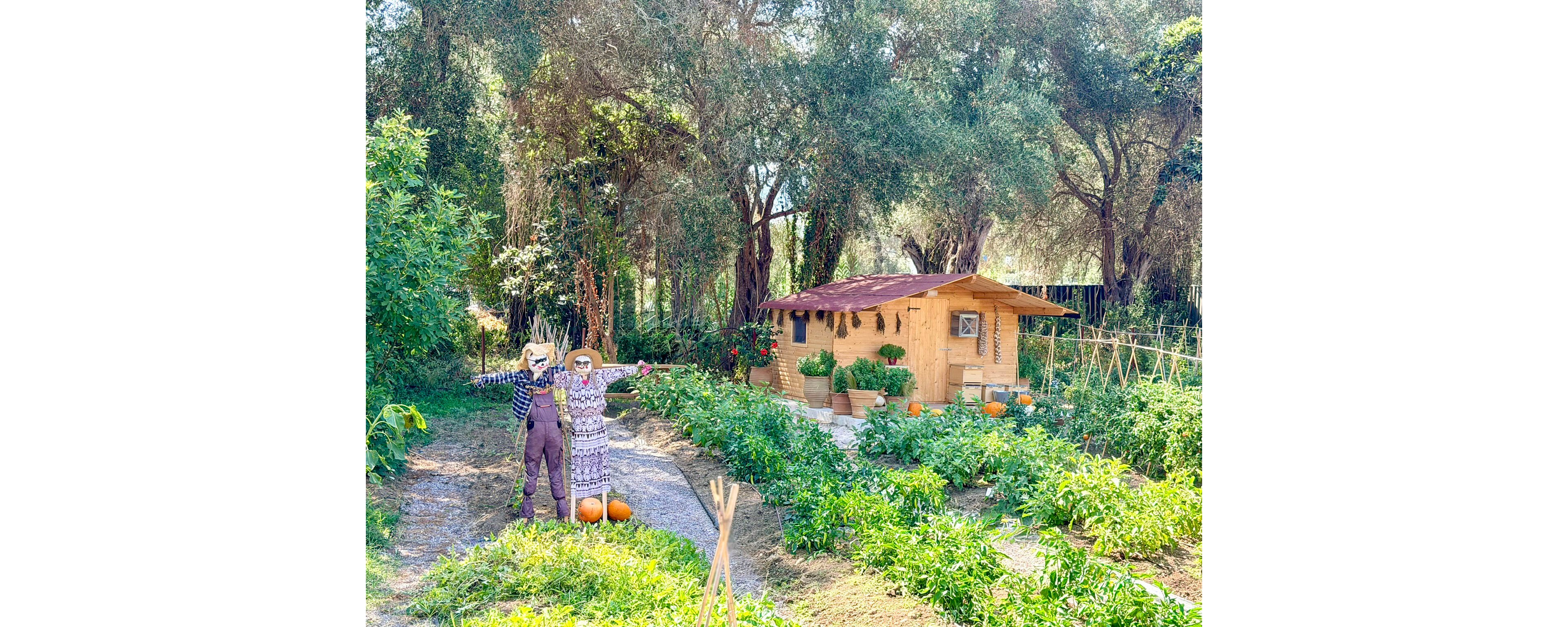 A lush vegetable garden is shown under bright sunlight, featuring two scarecrows standing near several orange pumpkins. Rows of green plants line the pathways, leading toward a small wooden shed with a red roof. Tall trees surround the garden, creating a natural backdrop and partial shade. The scene evokes a peaceful rural atmosphere with vibrant colors and abundant growth.