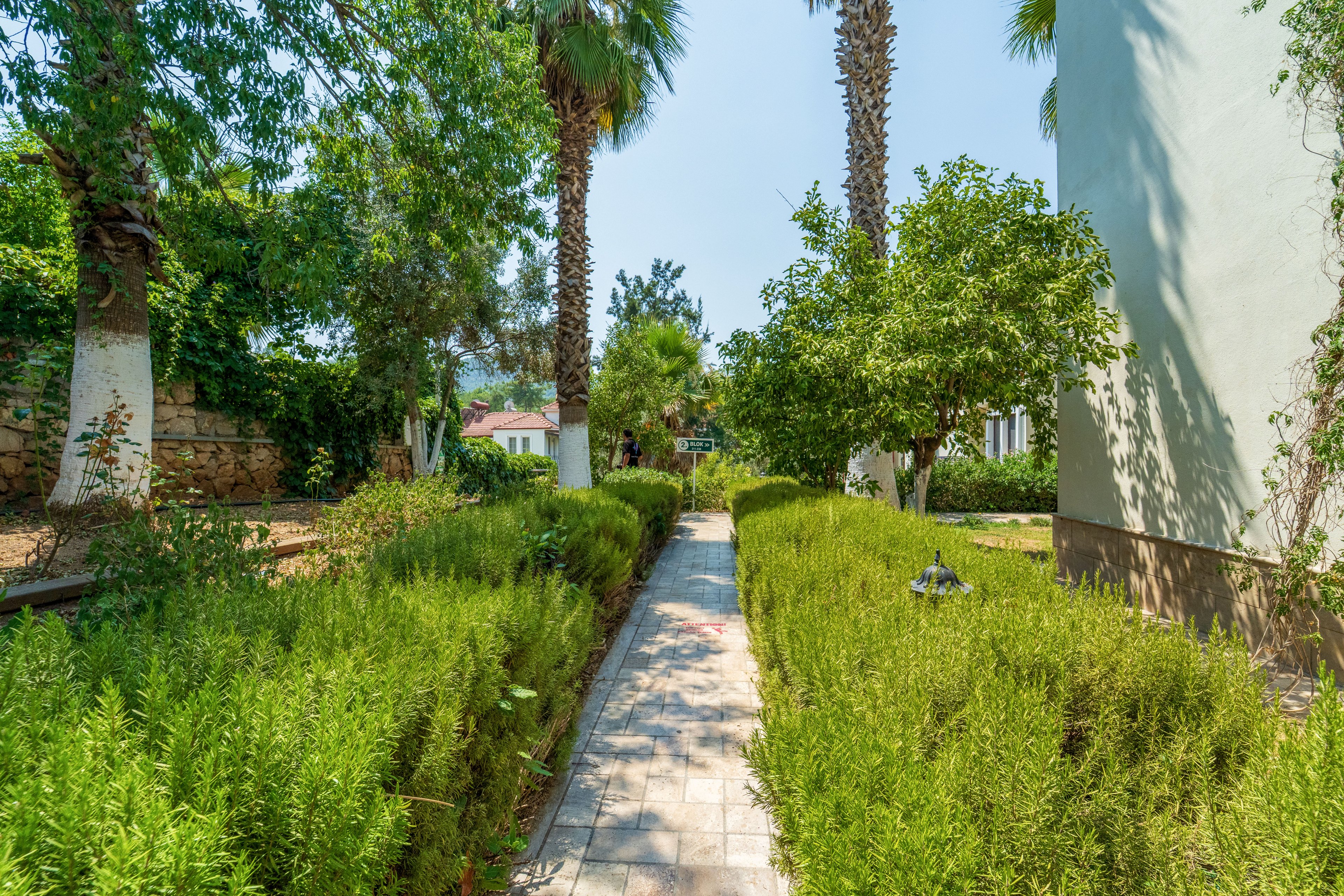 A narrow stone pathway runs through a lush garden filled with dense green shrubs and trees. Tall palm trees and other foliage create a shaded, inviting walkway between buildings. The scene is brightly lit by clear daylight, suggesting a warm, sunny climate. The overall atmosphere is tranquil and natural, ideal for outdoor relaxation or a peaceful stroll.
