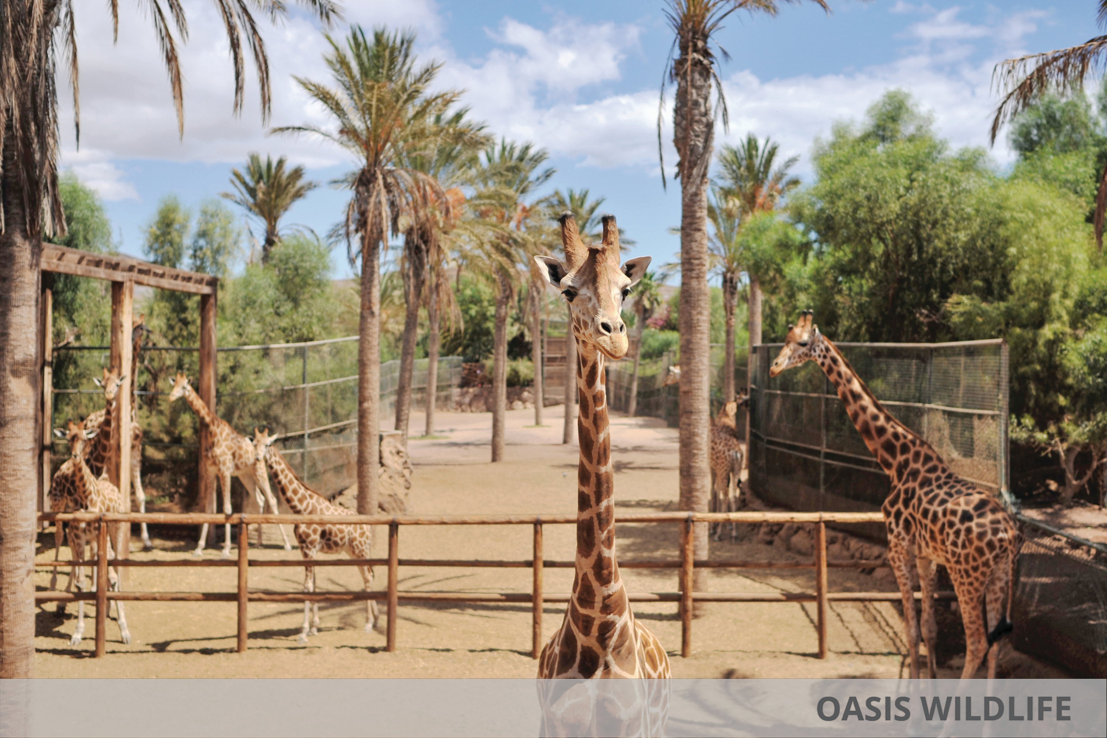 Chatur Hotel Costa Caleta & Oasis Wildlife
