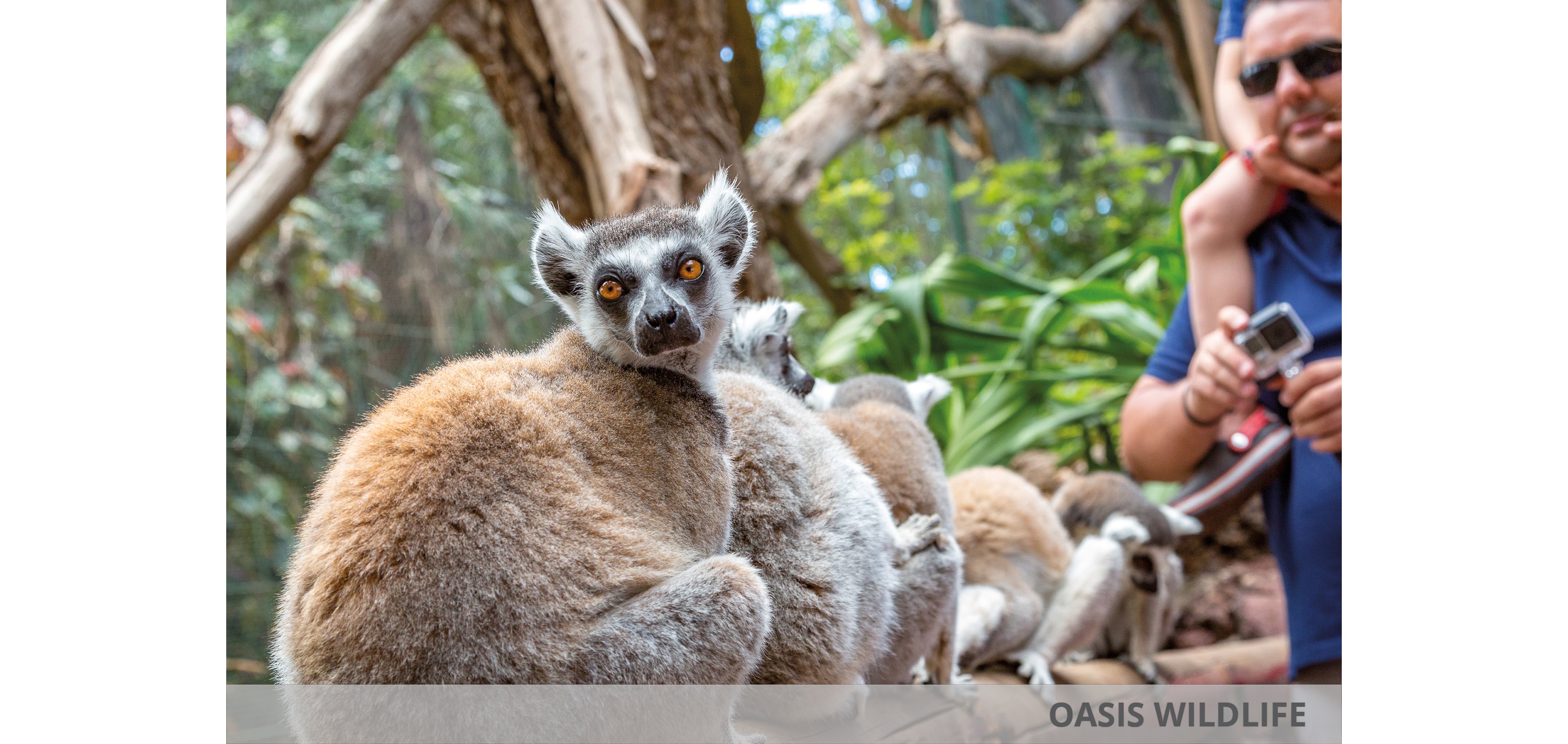 Chatur Hotel Costa Caleta & Oasis Wildlife