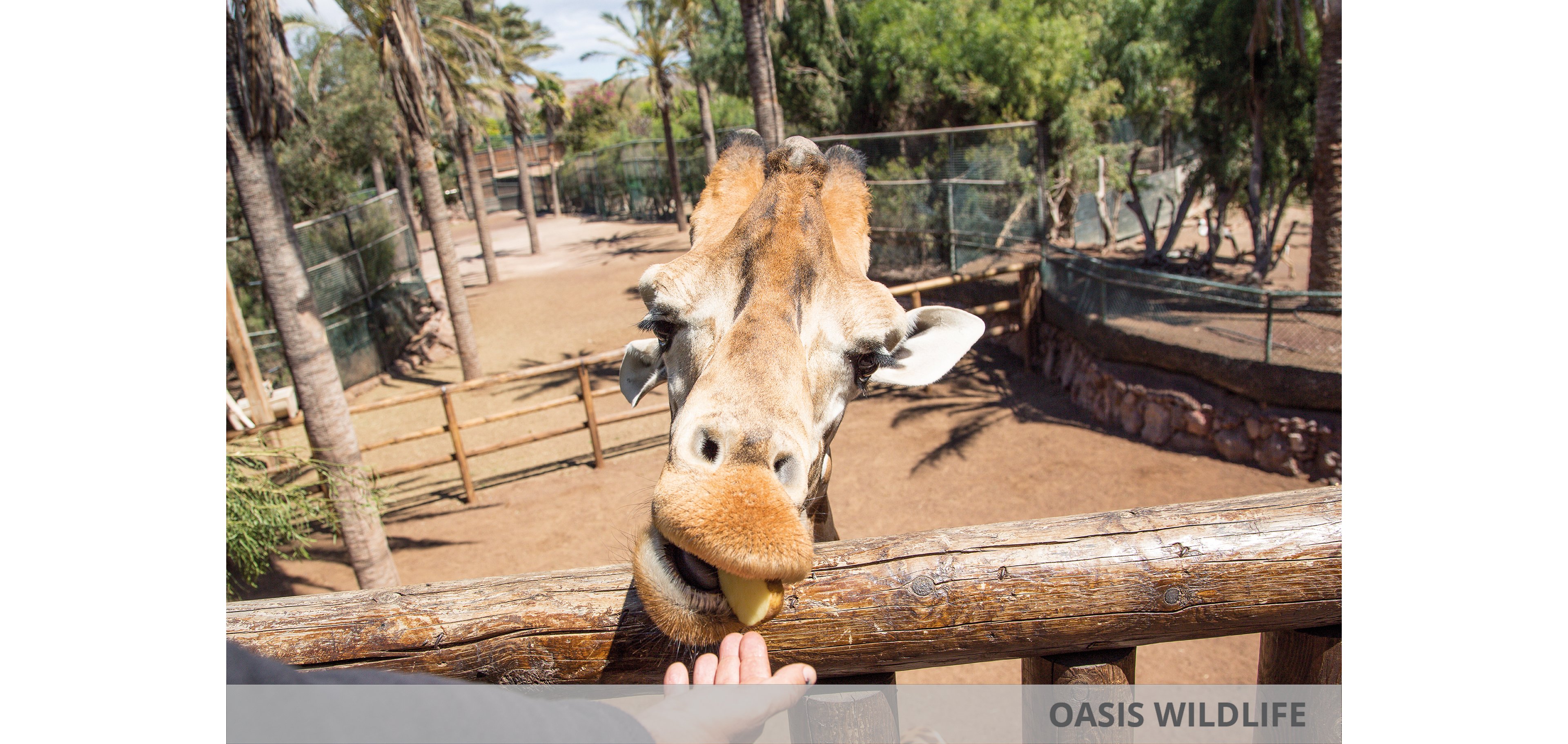 Chatur Hotel Costa Caleta & Oasis Wildlife