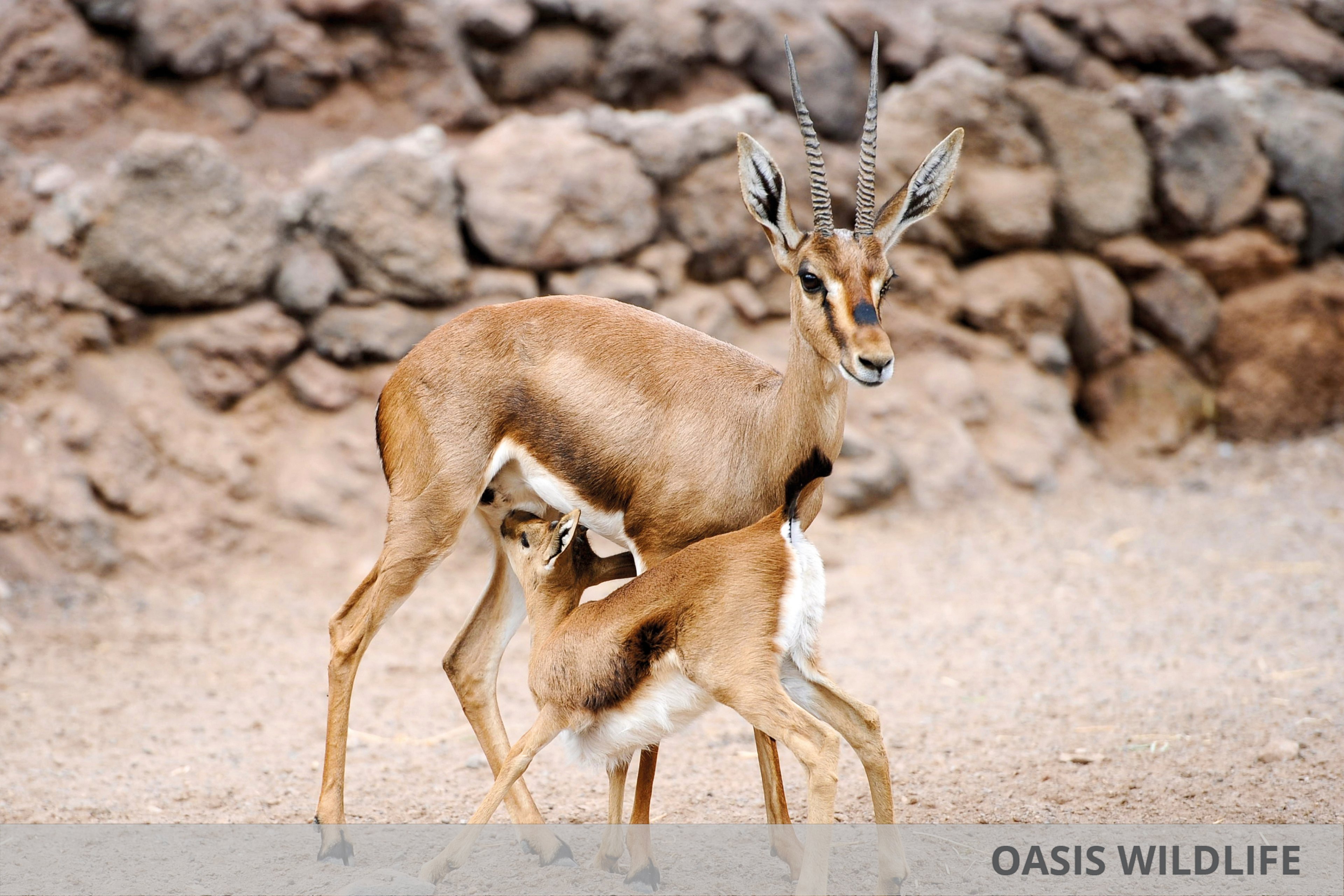 Chatur Hotel Costa Caleta & Oasis Wildlife