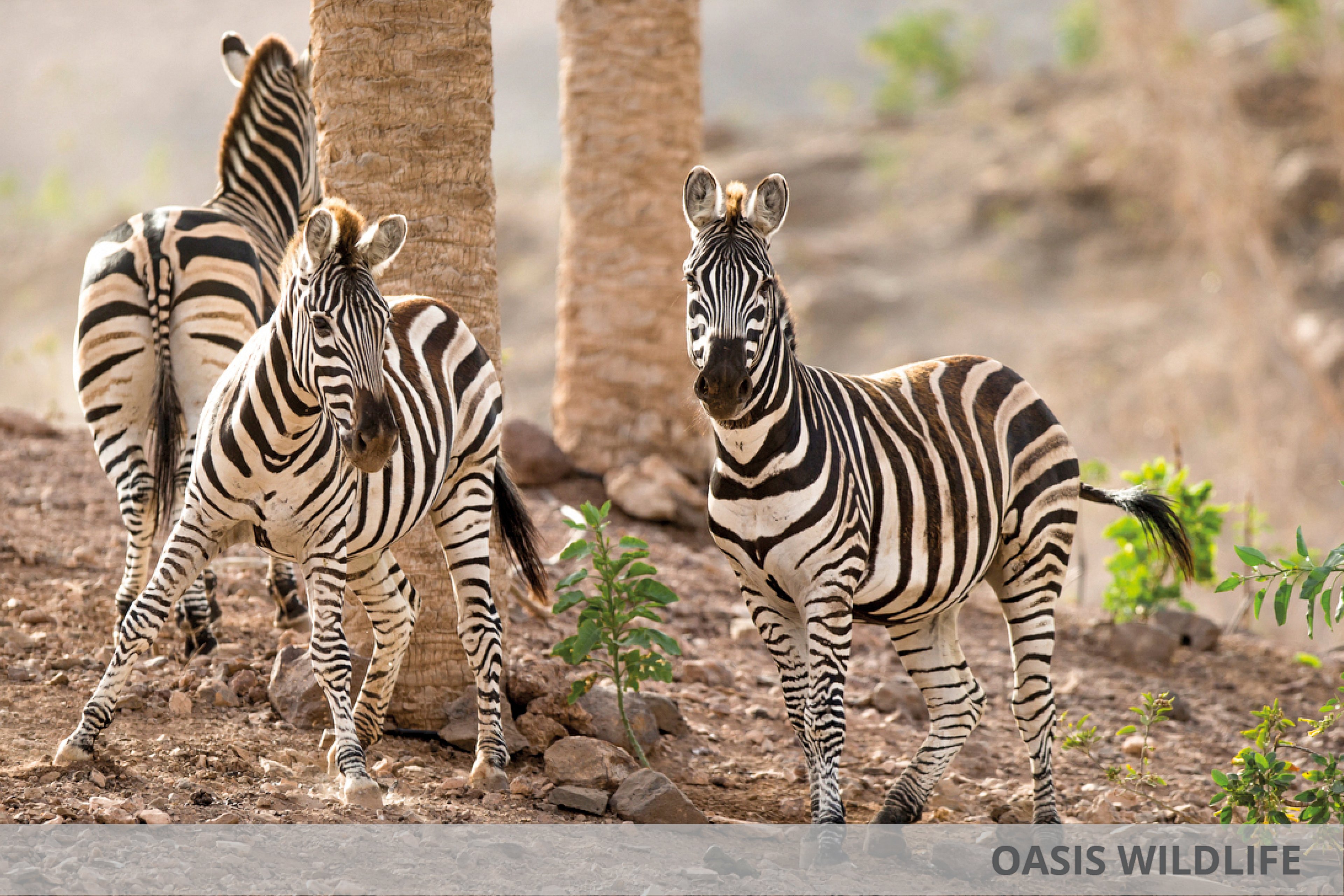 Eurostars Las Salinas & Oasis Wildlife