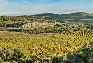 Minervois wine tasting