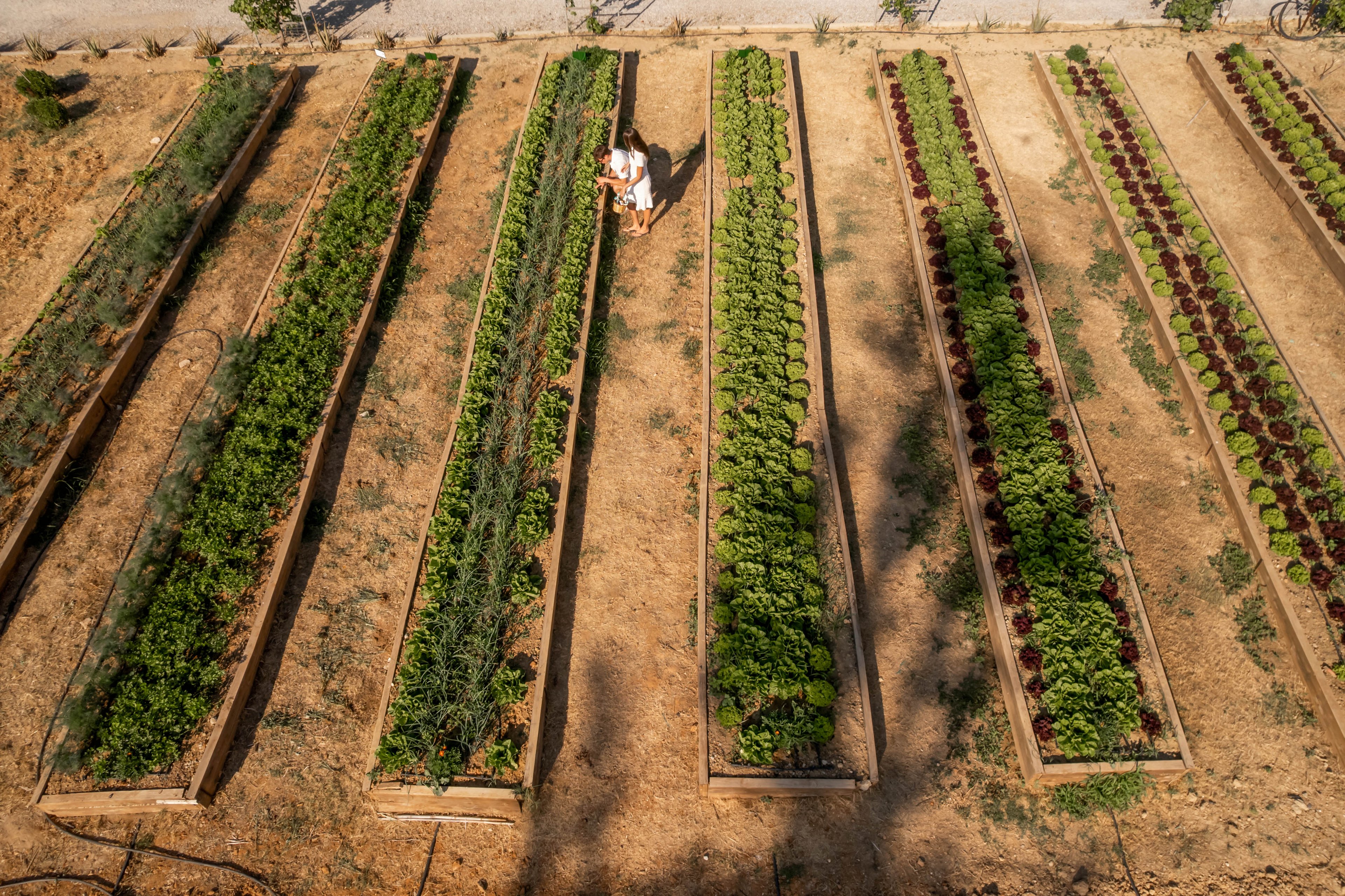 An aerial view shows long raised beds filled with lush green vegetables in neat parallel rows. Two people stand together between the beds, appearing to tend or inspect the plants. The soil around the beds is dry and brown, emphasizing the organized strips of greenery. The scene suggests an urban or community garden focused on sustainable food growing.