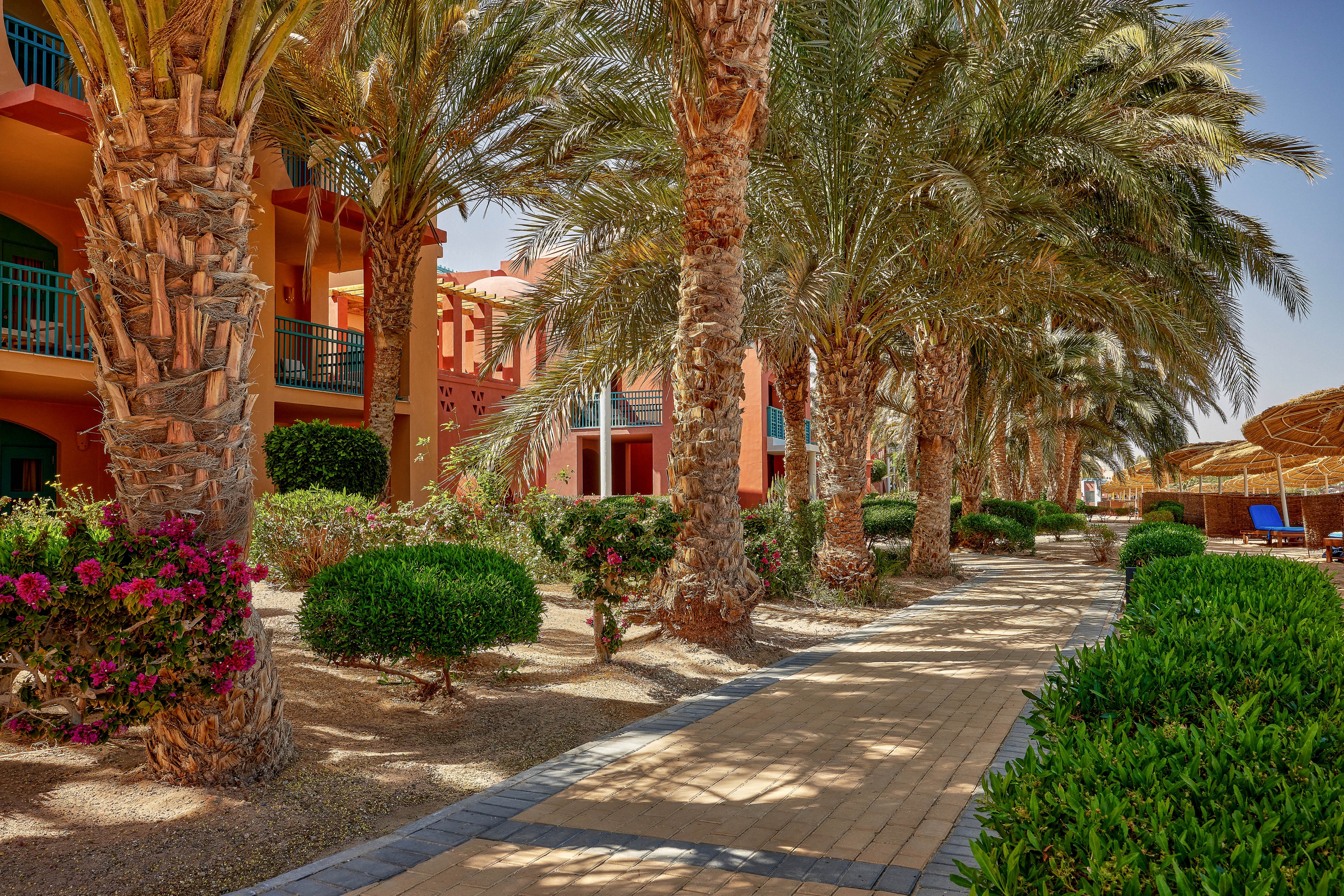 A scenic pathway lined with tall palm trees and vibrant greenery leads through a tropical resort. The setting features colorful buildings with balconies and shaded seating areas. Bright sunlight enhances the warm and inviting atmosphere, perfect for relaxation or vacation.