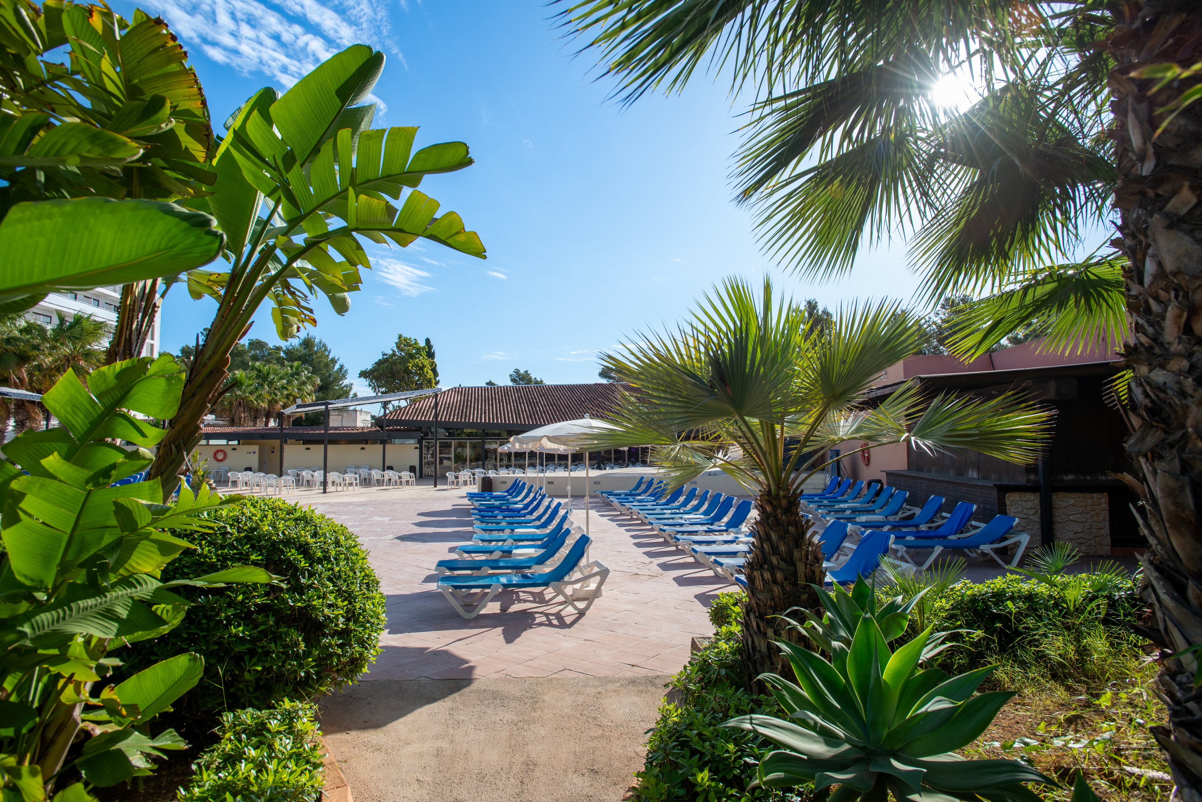 A bright, sunny resort area features rows of empty blue sun loungers arranged neatly around a poolside terrace. Lush tropical plants and palm trees frame the scene, creating a vibrant, green foreground. In the background, low buildings and white umbrellas suggest a bar or relaxation area. The clear blue sky and strong sunlight evoke a warm, inviting holiday atmosphere.