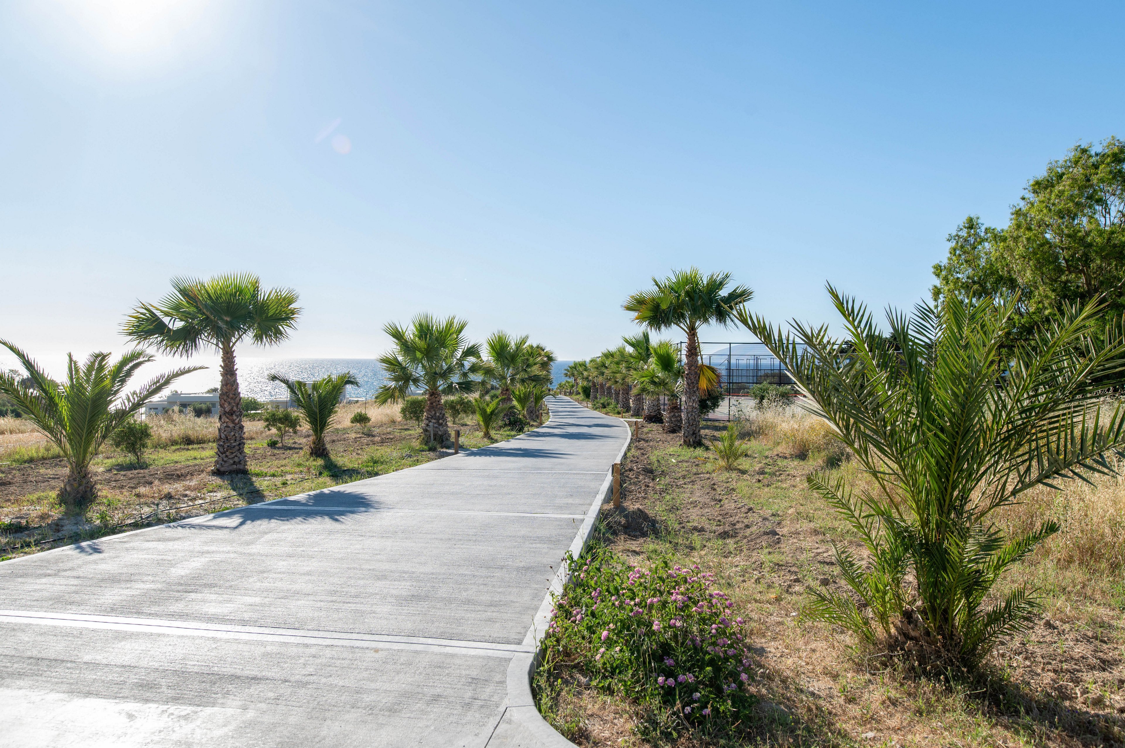 A smooth concrete pathway winds through a landscape lined with young palm trees. Dry grass and low shrubs border the path, suggesting a warm, semi-arid climate. The sky is clear and bright blue, indicating a sunny day with strong natural light. The scene feels calm and inviting, ideal for a leisurely walk or bike ride.