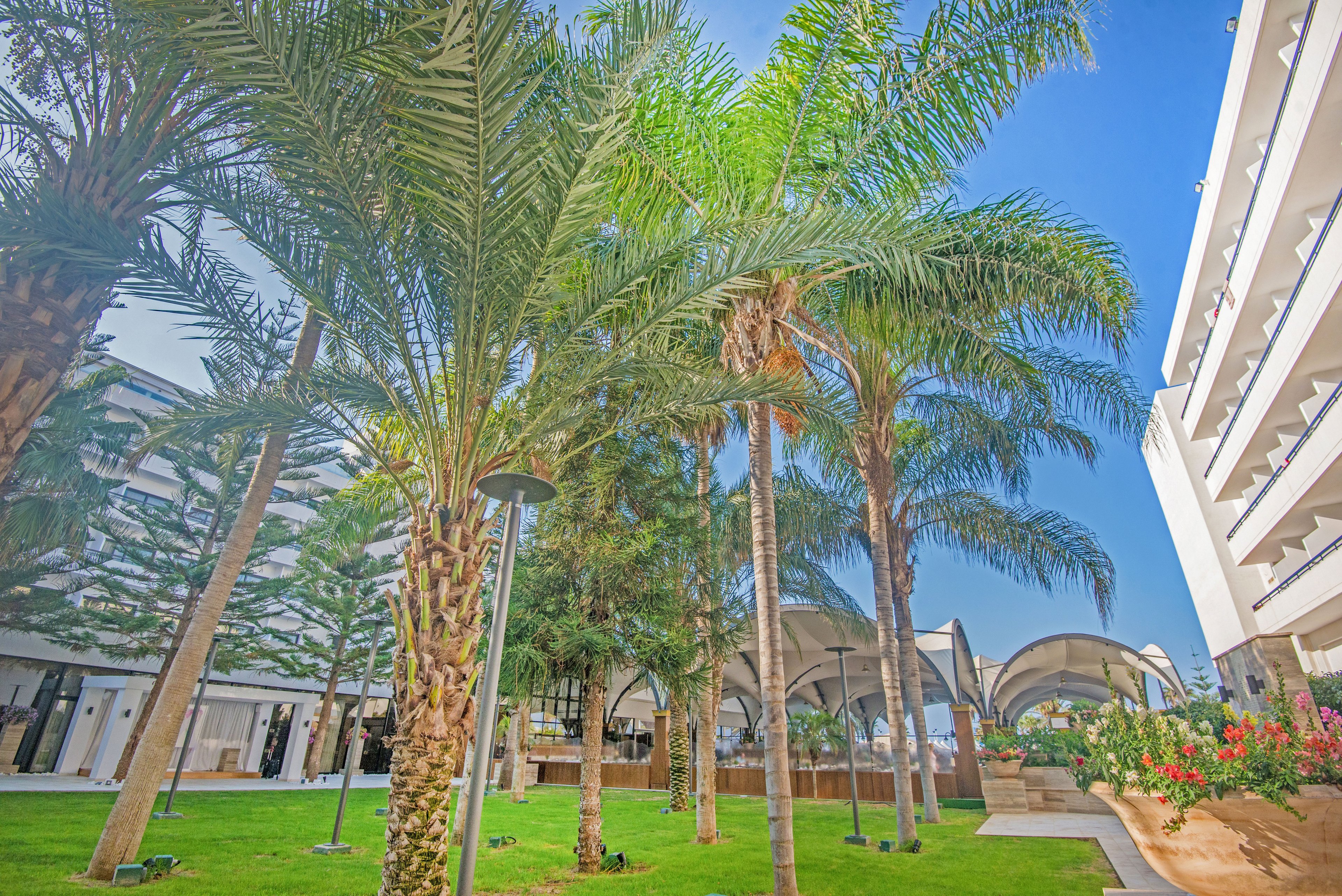 A bright outdoor courtyard features tall palm trees and lush green grass between modern buildings. Curved canopy structures and metal light poles line the walkway, creating a contemporary architectural feel. The sky is clear and blue, enhancing the warm, sunny atmosphere. Flowering plants in raised planters add color and softness to the urban setting.