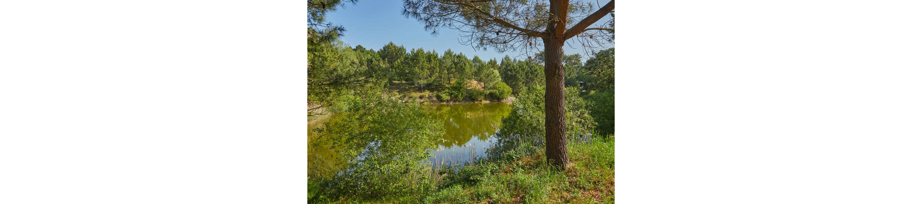 A calm pond is nestled within a dense forest of green trees. The water reflects the surrounding foliage and clear blue sky, creating a peaceful natural scene. A tall tree trunk and lush grasses frame the foreground, adding depth to the landscape. The overall atmosphere is serene and untouched, suggesting a quiet retreat in nature.