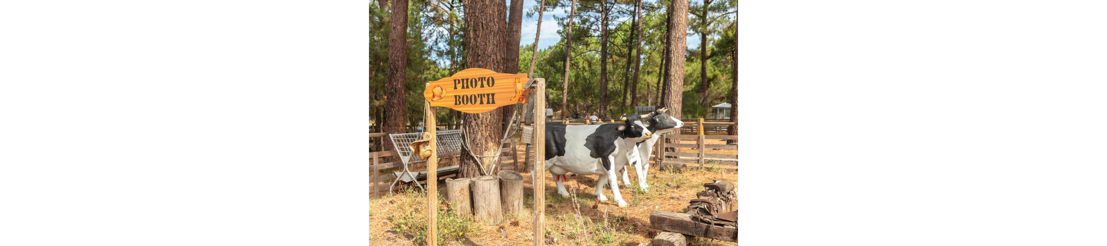 An outdoor photo booth area is marked by a wooden sign reading "PHOTO BOOTH" attached to posts in a rustic setting. Behind the sign, two life-size black and white cow statues stand on dry grass near tree stumps and wooden fencing. Tall pine trees surround the scene, creating a forest backdrop with dappled sunlight. The overall atmosphere is playful and rural, suggesting a farm-themed attraction or park.