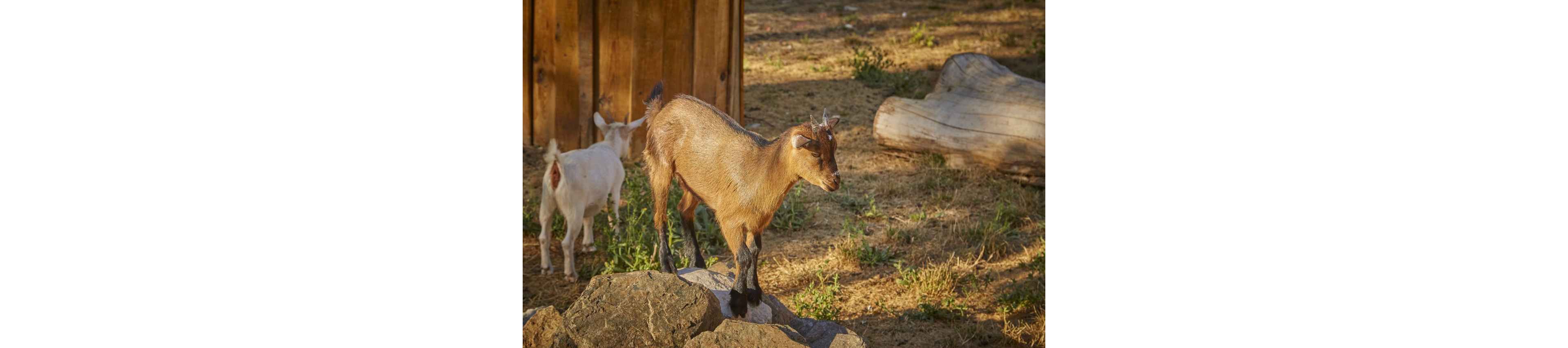 A young brown goat stands on a cluster of rocks in a sunlit outdoor enclosure. Another lighter-colored goat is partially visible in the background near a wooden structure. The ground is dry with scattered grass, suggesting a rural or farm setting. Warm evening light casts soft shadows, giving the scene a calm, rustic atmosphere.