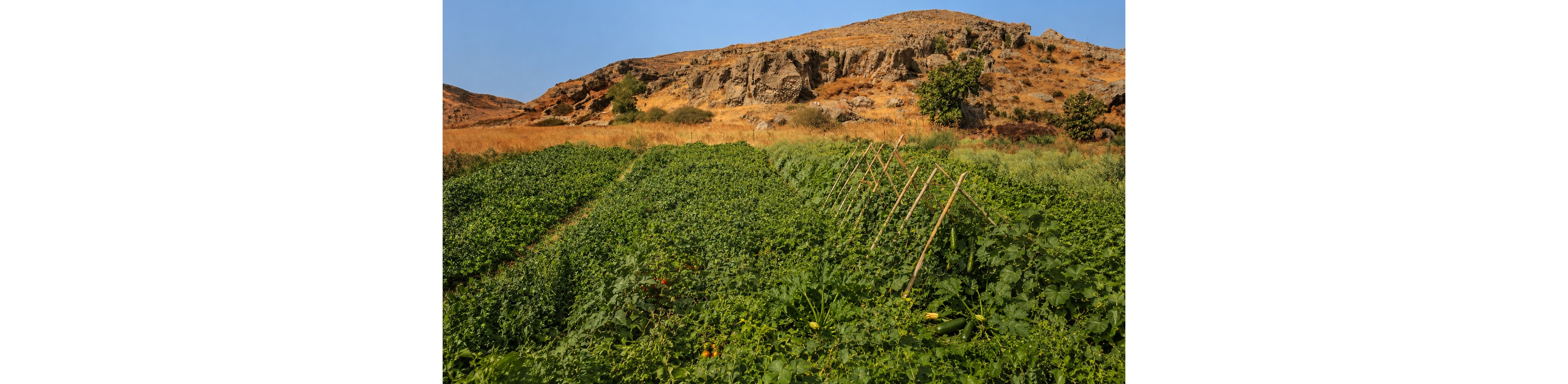 A lush green vegetable field stretches across the foreground, with wooden stakes arranged in rows for plant support. Various leafy plants and a few visible vegetables grow densely in the cultivated area. Behind the field, dry grasses and shrubs lead up to a rugged rocky hillside under a clear blue sky. The contrast between the green crops and the arid landscape highlights agricultural activity in a semi-dry region.