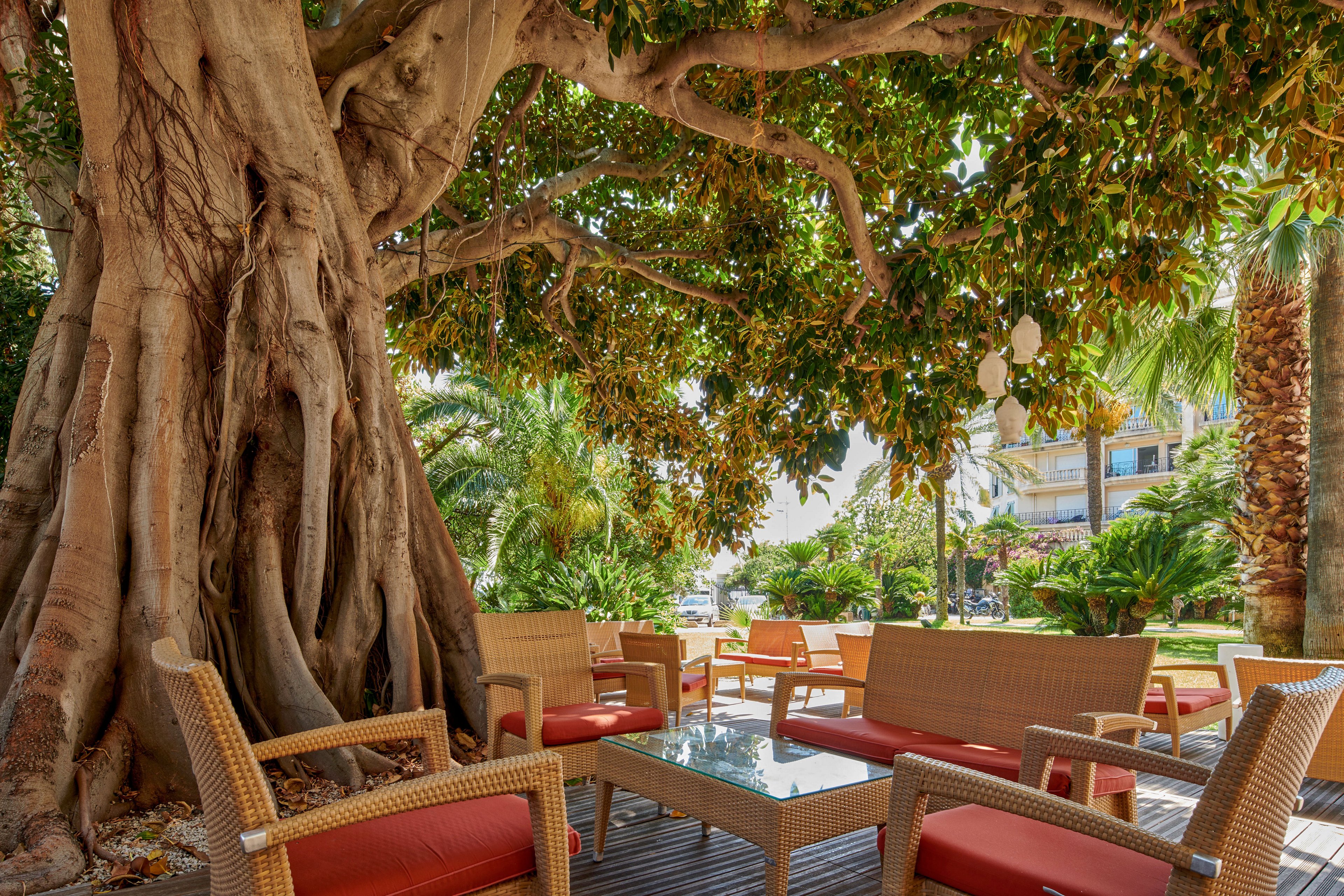 An inviting outdoor seating area is arranged beneath a massive, old tree with thick roots and a wide canopy. Wicker-style chairs with red cushions surround glass-topped tables on a wooden deck. Lush green foliage and palm trees fill the background, suggesting a warm, tropical or Mediterranean setting. Soft daylight filters through the leaves, creating a relaxed and tranquil atmosphere.