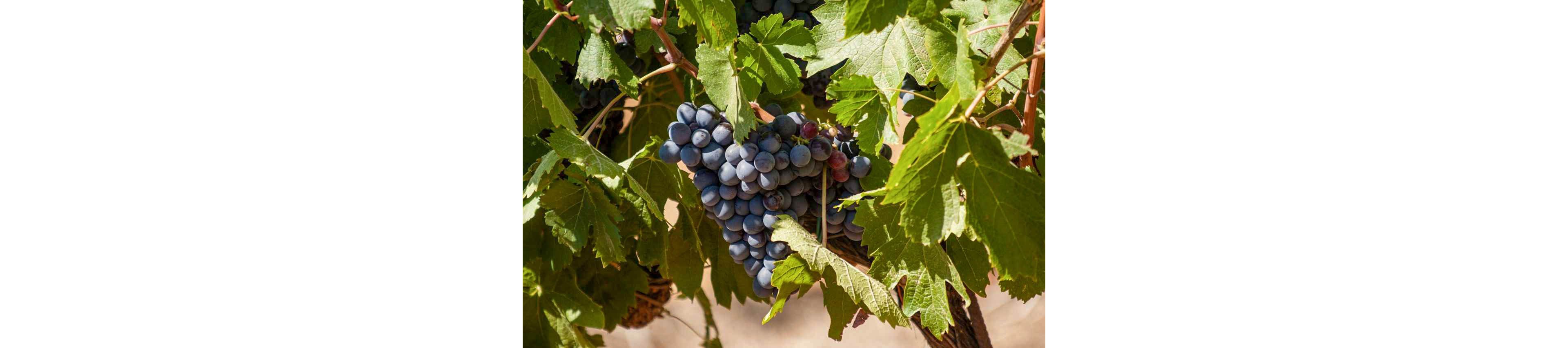 Le Pansard - EUROCAMP