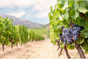 Cantina Nuraghe Crabioni  