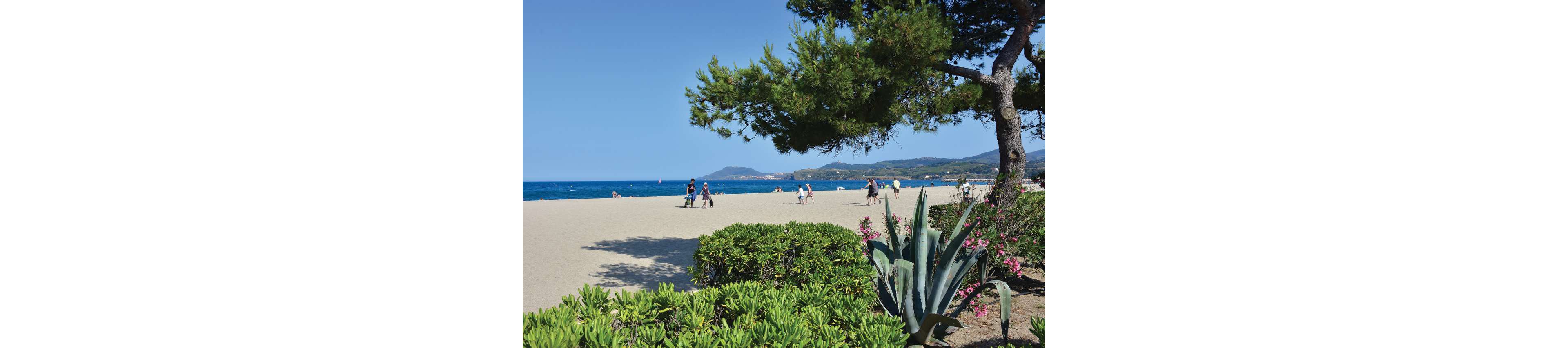 A wide sandy beach stretches along a bright blue sea under a clear sky. Several people walk and relax near the shoreline, enjoying the sunny weather. In the foreground, lush green shrubs and a large agave plant frame the scene beneath the shade of a pine tree. Distant hills and headlands rise along the horizon, adding depth to the coastal landscape.