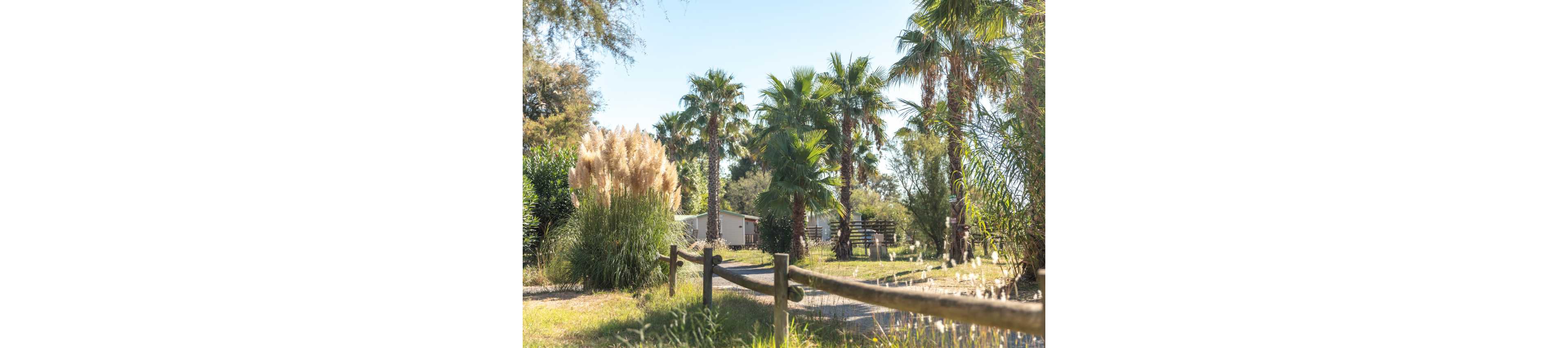 A sunlit garden scene features a dirt path bordered by a wooden fence and lush greenery. Tall palm trees rise above ornamental grasses and shrubs, creating a tropical atmosphere. In the background, small buildings and structures suggest a rural property or campsite. Bright daylight and clear skies give the image a warm, relaxed mood.