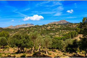 La Reserva Puig de Galatzo 