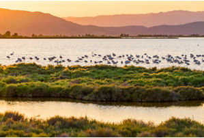 Ebro Delta Natural Park
