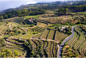 Bodegas Teneguia Winery