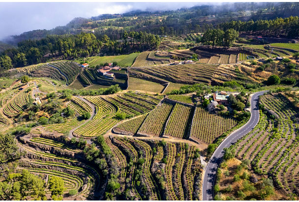 Bodegas Teneguia Winery