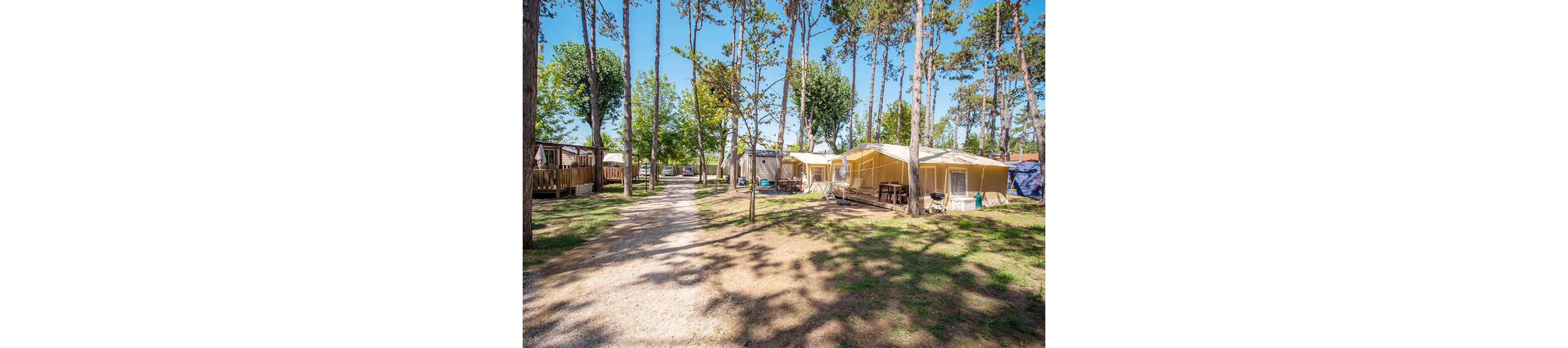 A row of large canvas tents and small cabins is set among tall pine trees in a sunny campsite. A light gravel path runs through the center, leading past outdoor seating areas and bicycles parked near the tents. The scene suggests a relaxed glamping environment with shade from the trees and open sky above. The overall atmosphere is peaceful and inviting for outdoor vacations.
