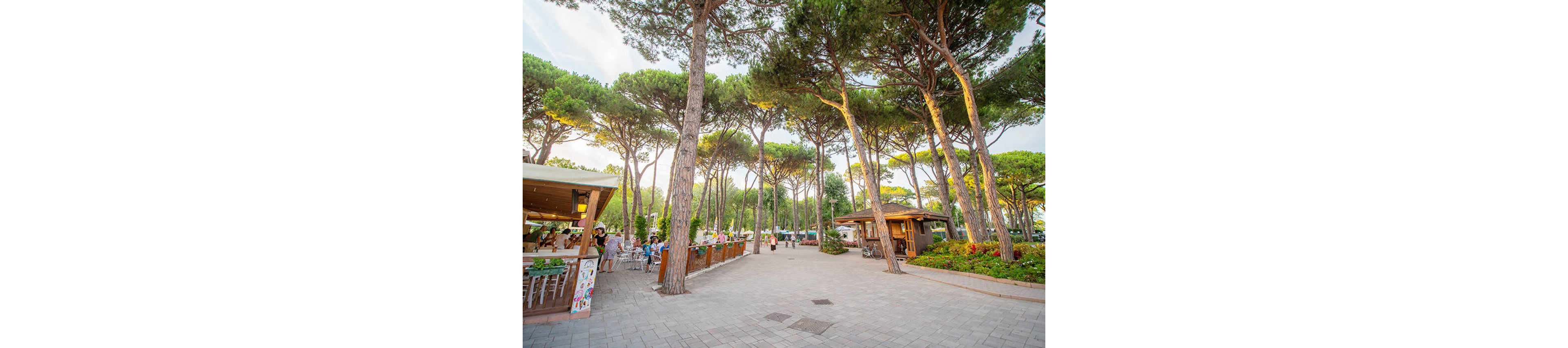 An open-air cafe is set within a grove of tall pine trees, creating a relaxed and inviting atmosphere. People sit at tables and walk along a wide paved pathway between wooden structures and kiosks. Warm sunlight filters through the tree canopy, casting soft shadows on the ground. The scene suggests a leisurely gathering place in a park or holiday resort.