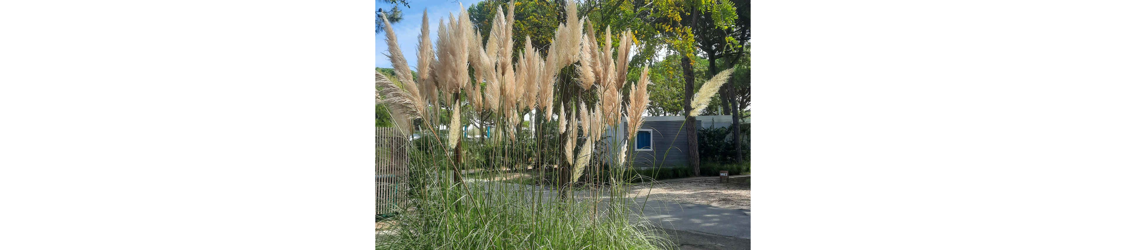 Tall plumes of pampas grass dominate the foreground of a sunny outdoor scene. Behind the ornamental grass, a small modern building or mobile home is partially visible among trees. The setting appears to be a quiet residential or holiday park with a paved path and surrounding greenery. Bright daylight and lush foliage create a calm, natural atmosphere.