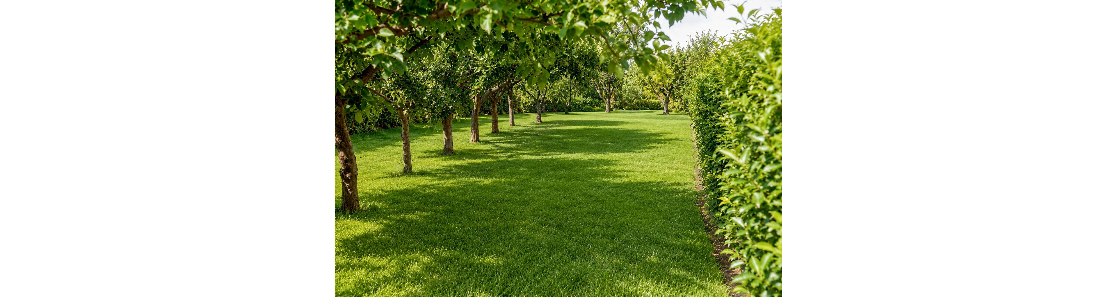 A lush green lawn stretches between rows of trees and a dense hedge on a sunny day. The scene shows a well-maintained garden area with neatly trimmed grass. Sunlight filters through the tree canopy, creating soft shadows on the ground. The overall atmosphere is peaceful and inviting, suggesting a quiet outdoor retreat.